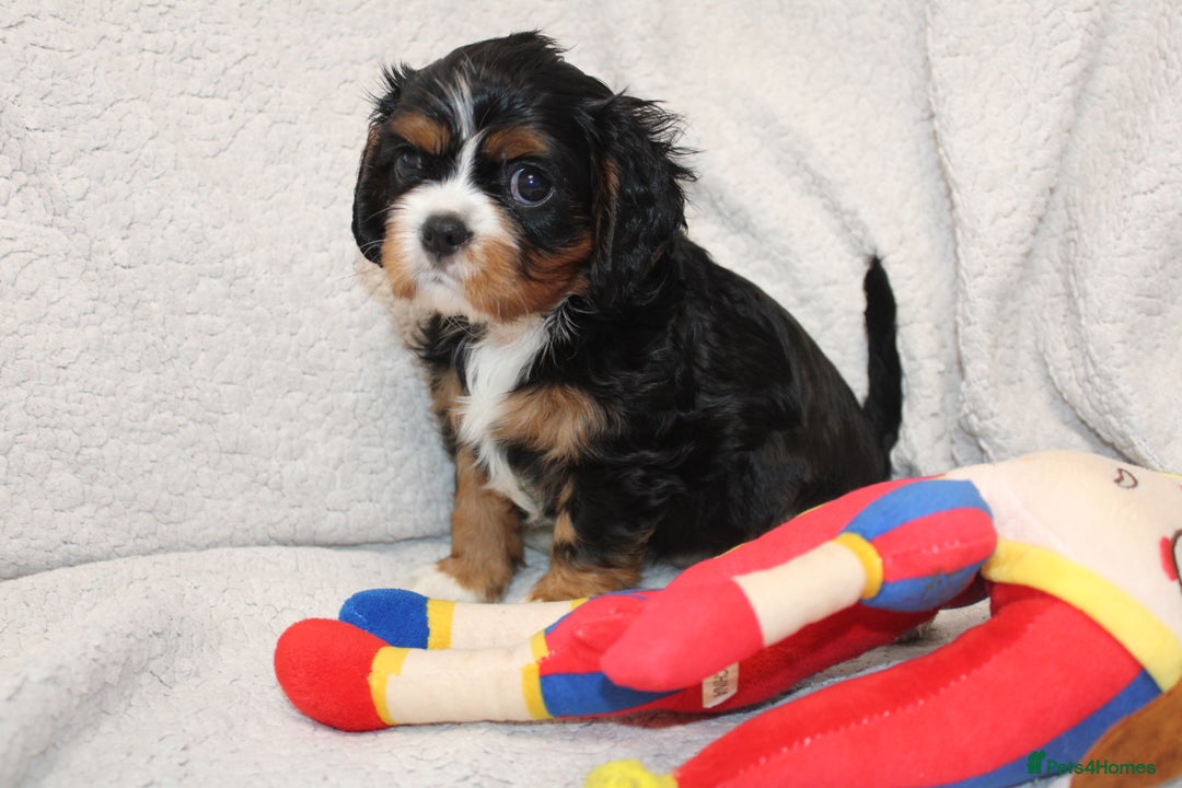 Cavalier King Charles Spaniel dogs for sale: Beautiful Cavalier king charles spaniel puppies - Image 7