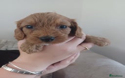 Cockapoo dogs for sale: F1 cockapoo puppies - Image 6