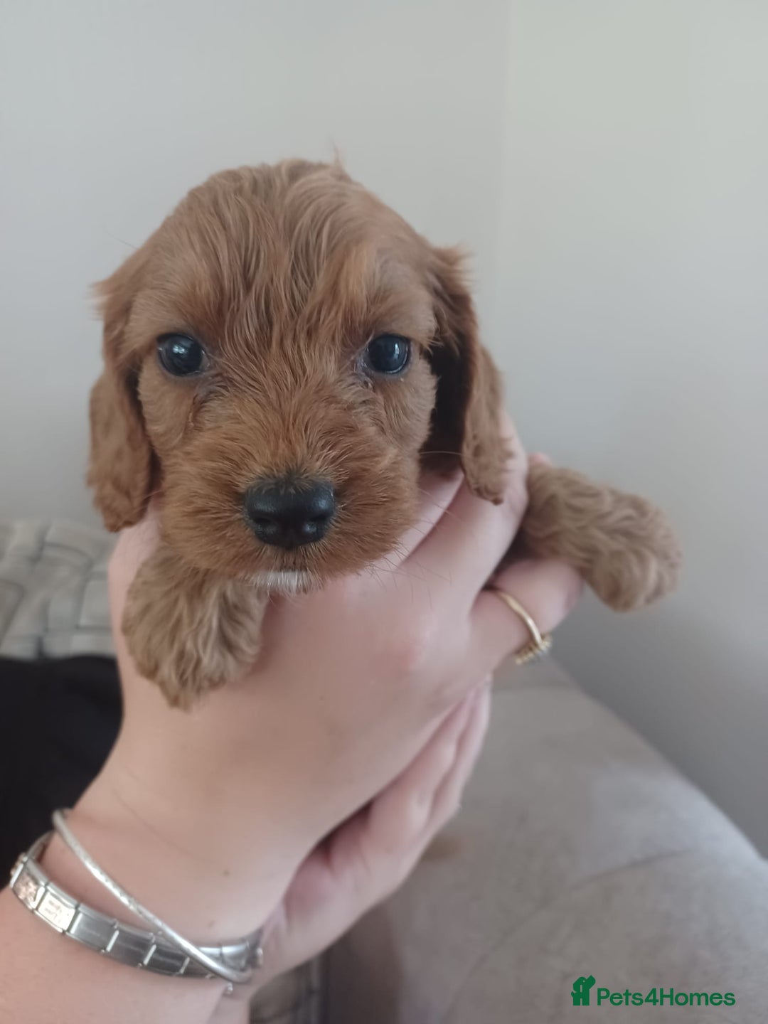 Cockapoo dogs for sale: F1 cockapoo puppies - Image 6