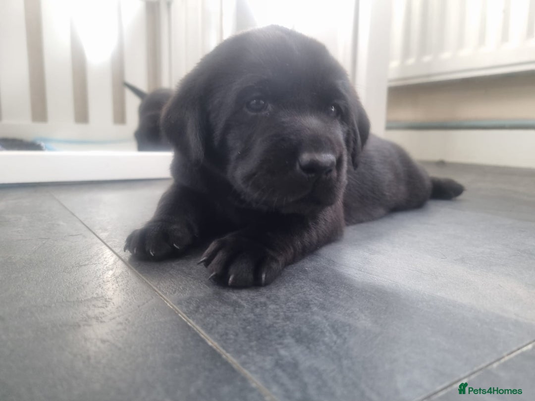 Labrador Retriever dogs for sale: Adorable labrador puppies 🐾  - Image 10