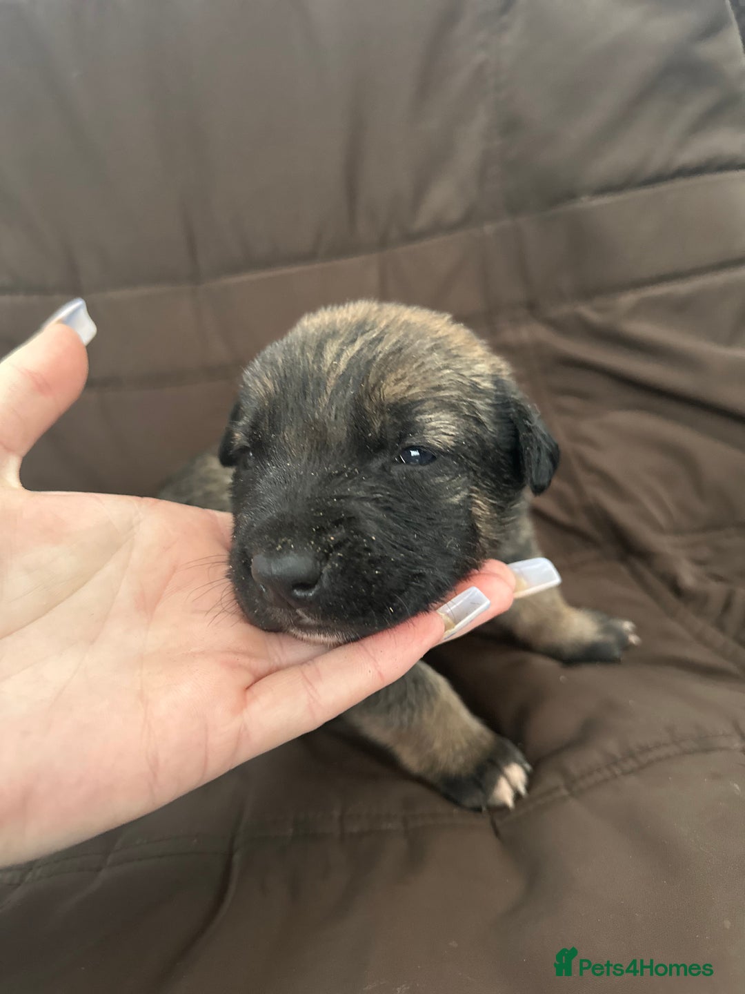 Mixed Breed dogs for sale: Dutch Herder Puppies  - Advert 24