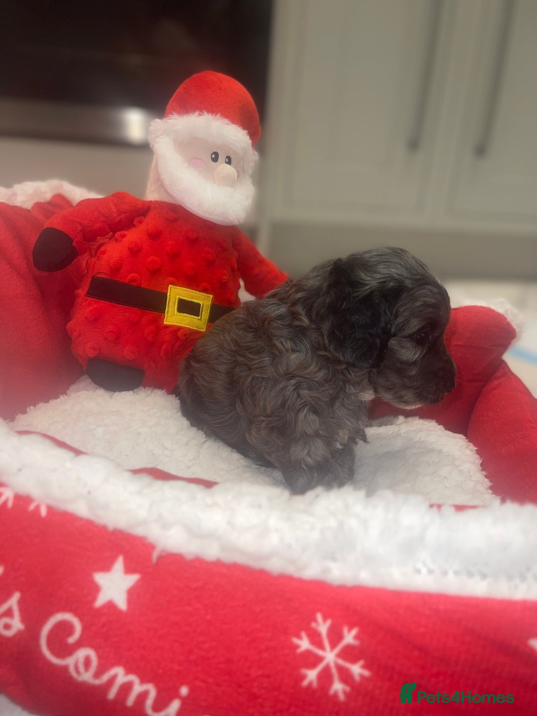 Cockapoo dogs for sale: Cockerpoo FB1 ready to leave  **  Eve  - Advert 17