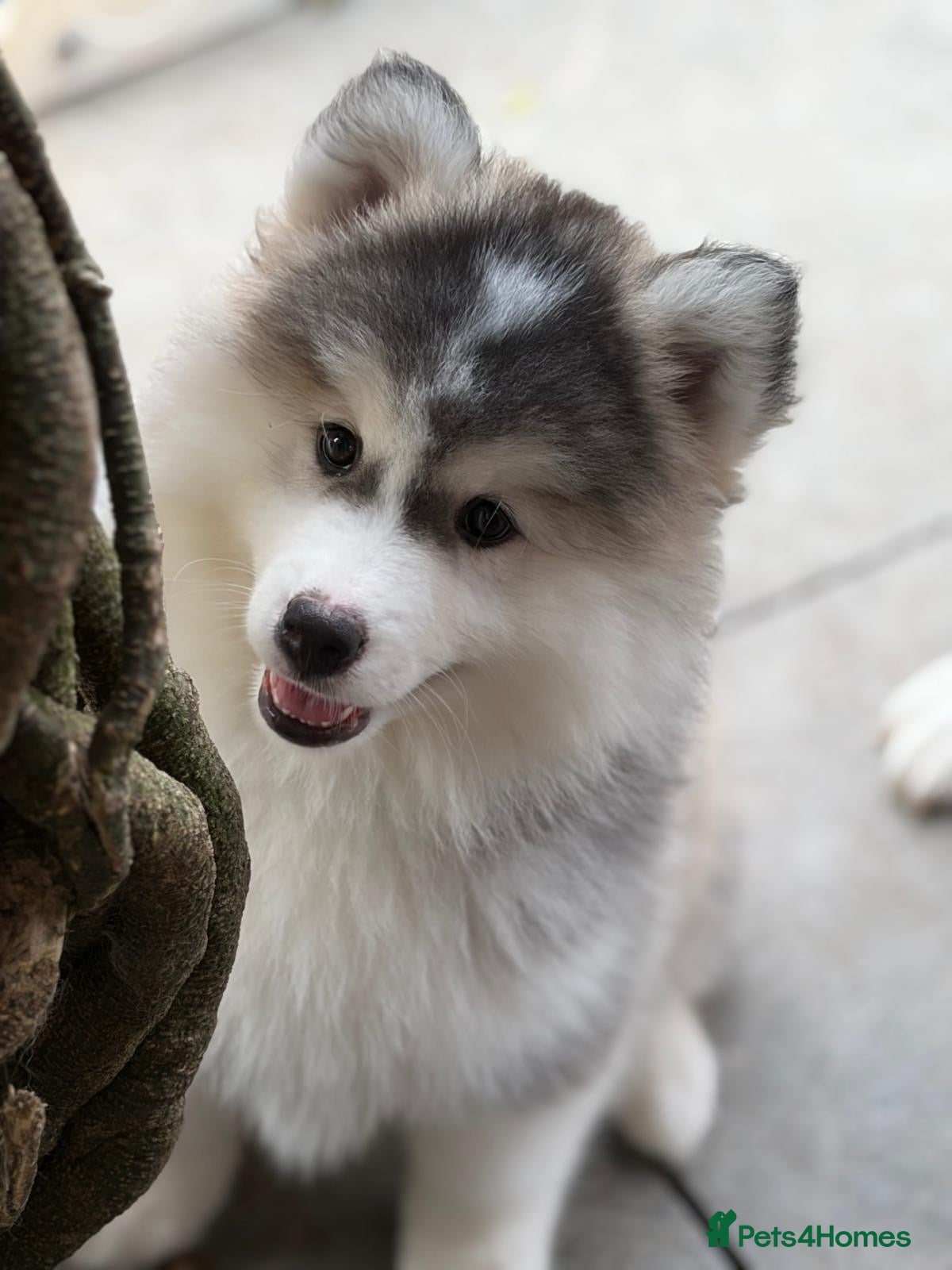 Pomsky dogs Stunning F3 Pomsky Puppies - Advert 2
