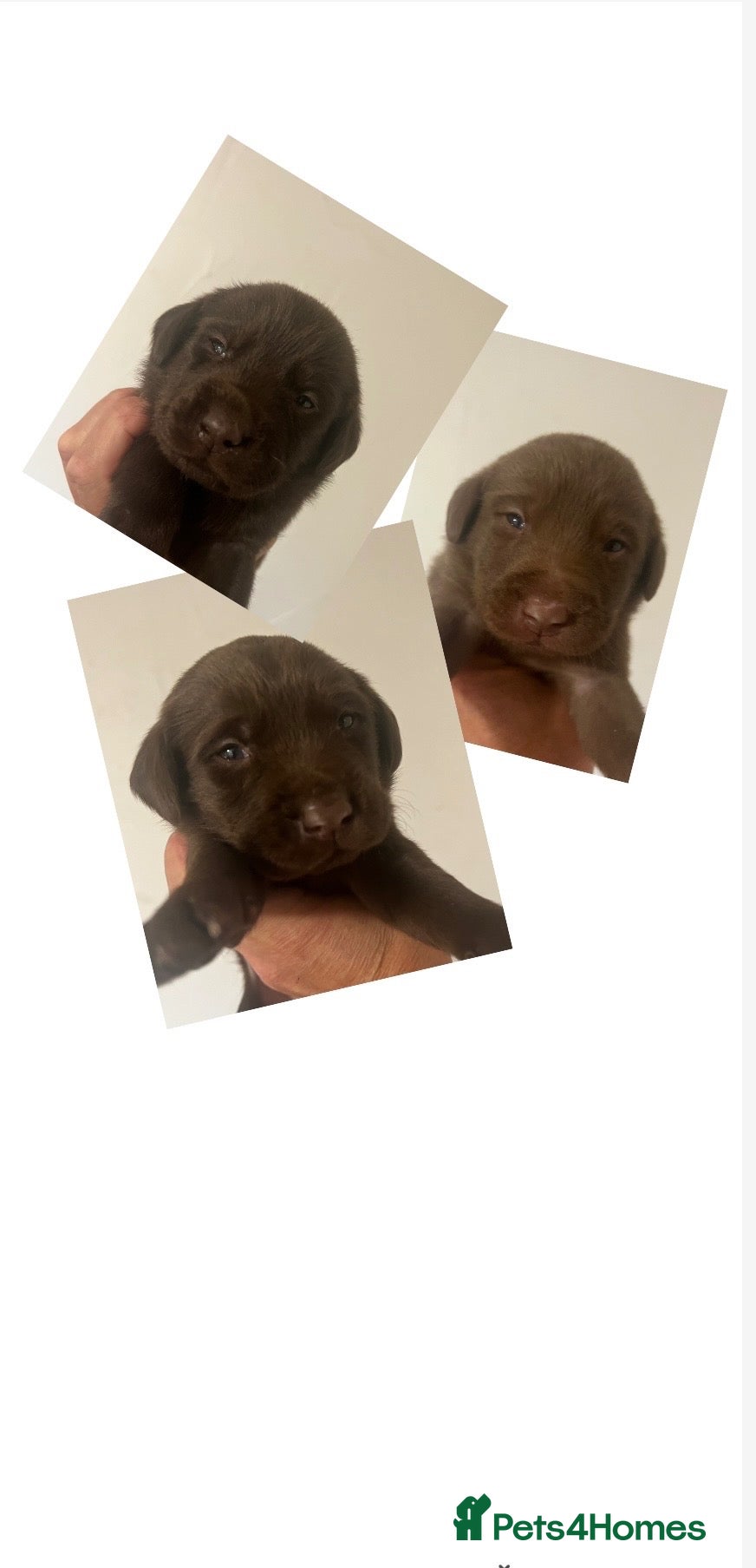 Labrador Retriever dogs KC CHOCOLATE LABRADOR PUPS HEALTH TESTED PARENTS - Advert 5