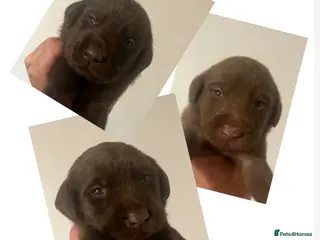 Labrador Retriever dogs KC CHOCOLATE LABRADOR PUPS HEALTH TESTED PARENTS - Advert 5