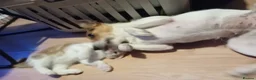 Mixed Breed cats for sale: Fluffy kittens ready 10th May  - Advert 6