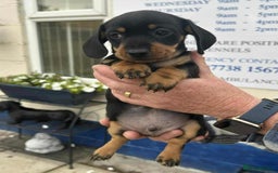 Miniature Dachshund dogs for sale: Miniature smooth haired dachshunds  - Image 19