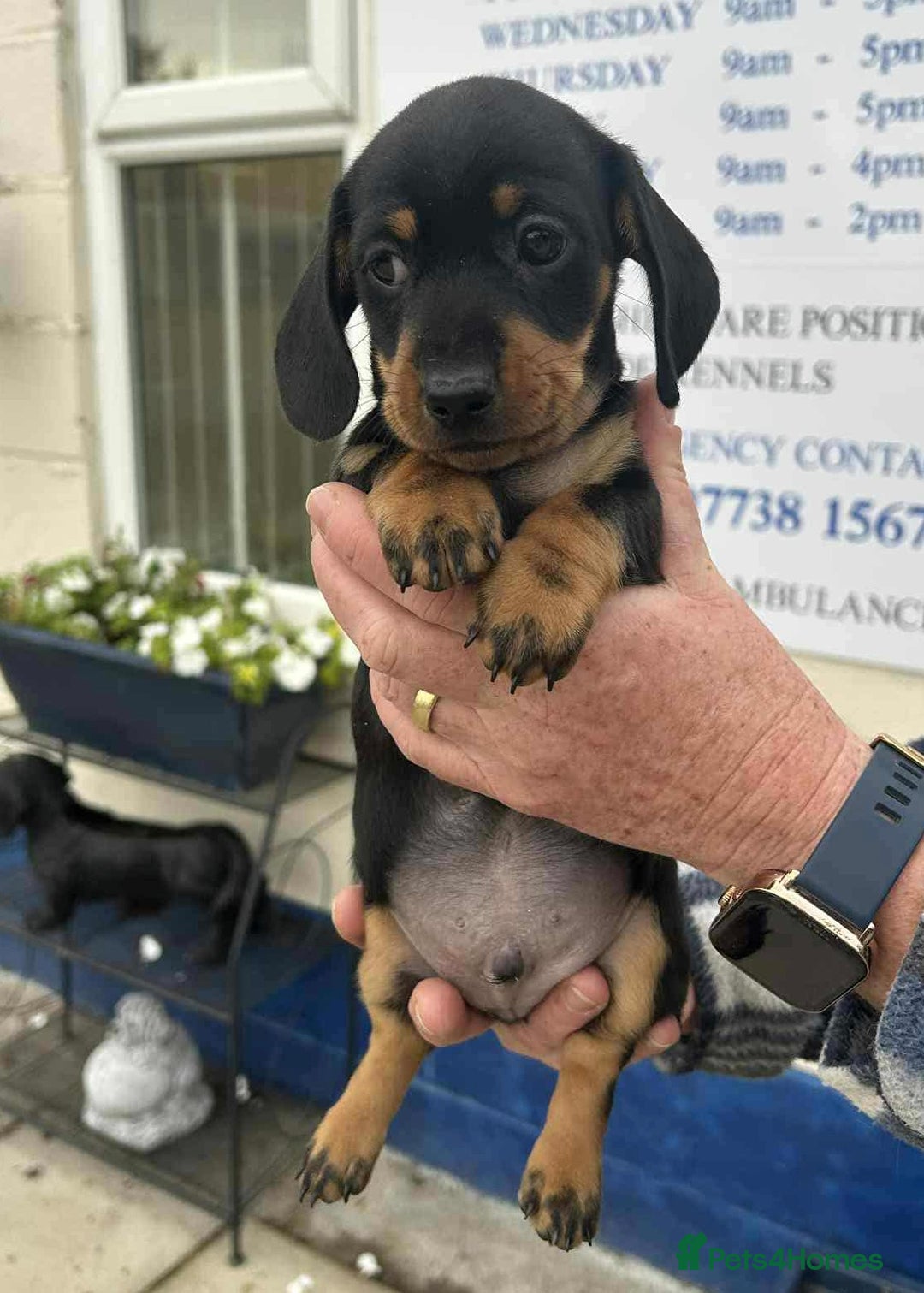 Miniature Dachshund dogs for sale: Miniature smooth haired dachshunds  - Image 19