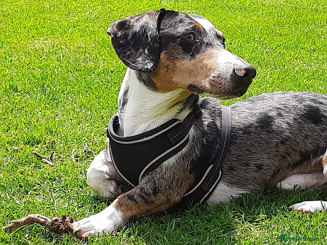 Mixed Breed dogs for adoption: 🐾Meet NORMAN 🐾 - a Lovely Boy for a Loving Home  - Advert 14
