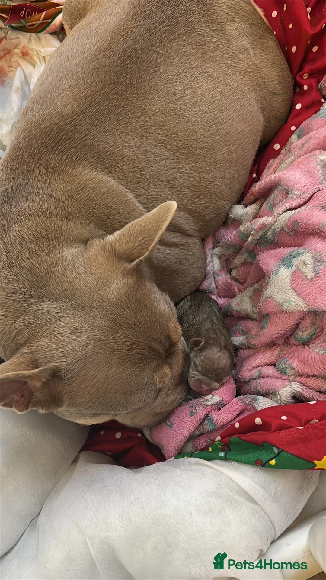 French Bulldog dogs for sale: French bulldog lilac colour  - Advert 7