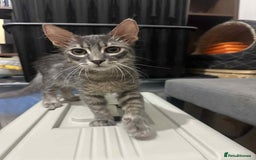 Mixed Breed cats for adoption: Tiresias – Majestic by name and personality - Image 3