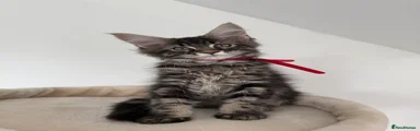 Black Tabby Girl 2