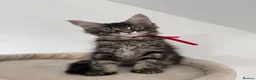 Maine Coon cats for sale: XL Russian Cubs 💙 - Advert 20
