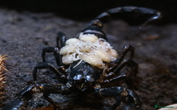 Scorpions invertebrates for sale: F1 Asian Forest Scorpions - Image 4