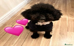 Toy Poodle dogs for sale: Two toy poodle sisiters for sale  - Image 3