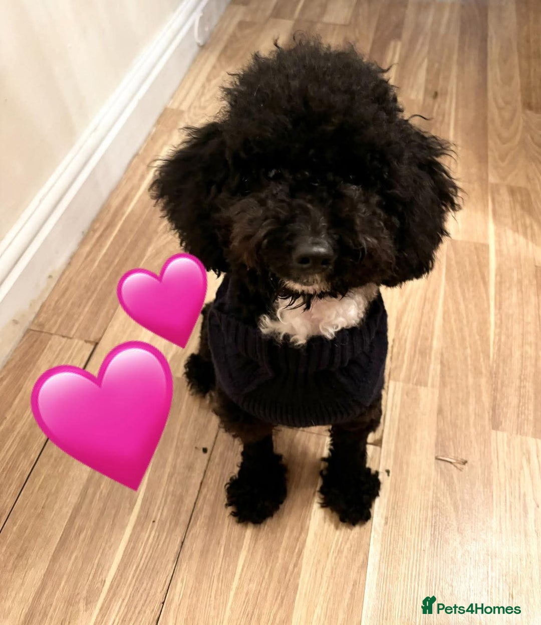 Toy Poodle dogs for sale: Two toy poodle sisiters for sale  - Image 3