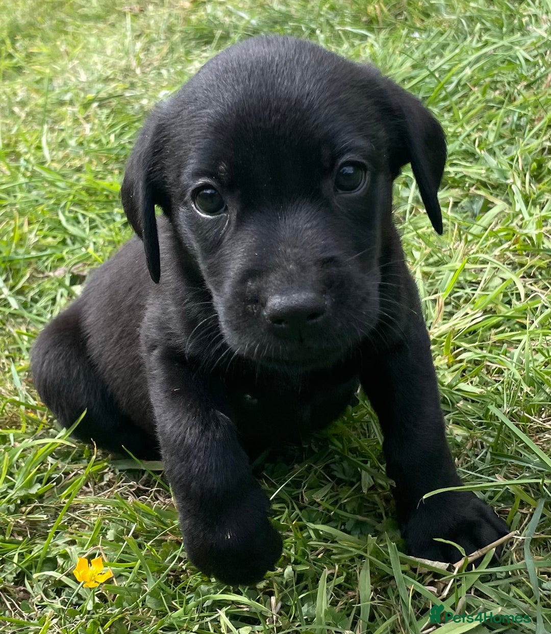 Labrador Retriever dogs for sale: Male black lab pup Kc reg  - Image 5
