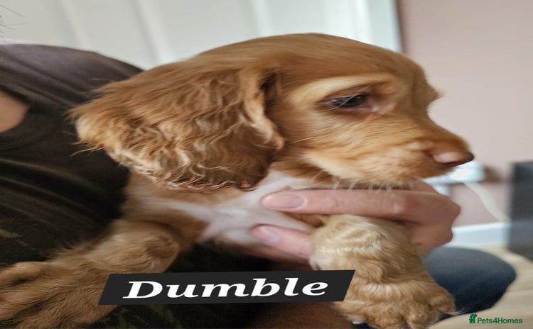 Cocker Spaniel dogs - Advert 14