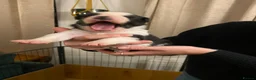 Border Collie dogs for sale: 🐾 Border Collie Puppies for Sale 🐾   in Hook - Advert 8