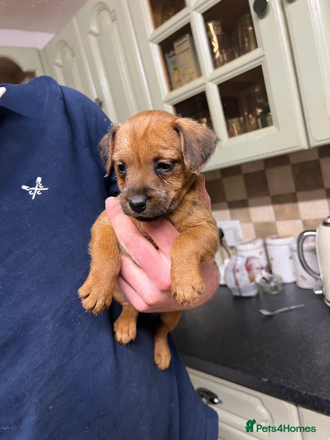 Lakeland Terrier dogs for sale: Lakeland puppies  - Advert 2