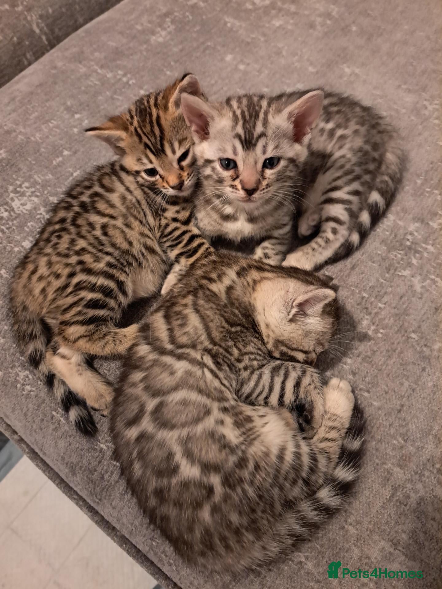 Bengal cats Adorable  full blood line pedigree Bengal kittens. - Advert 1
