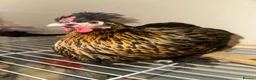Chickens poultry for sale:     Gold-laced feather pattern - Advert 1