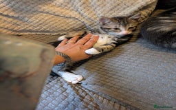 Domestic Shorthair cats for sale: Beautiful domestic short hair kittens for sale  - Image 30