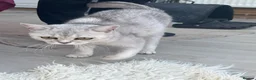 British Shorthair cats for sale: Exquisite British shorthair kittens - Advert 26