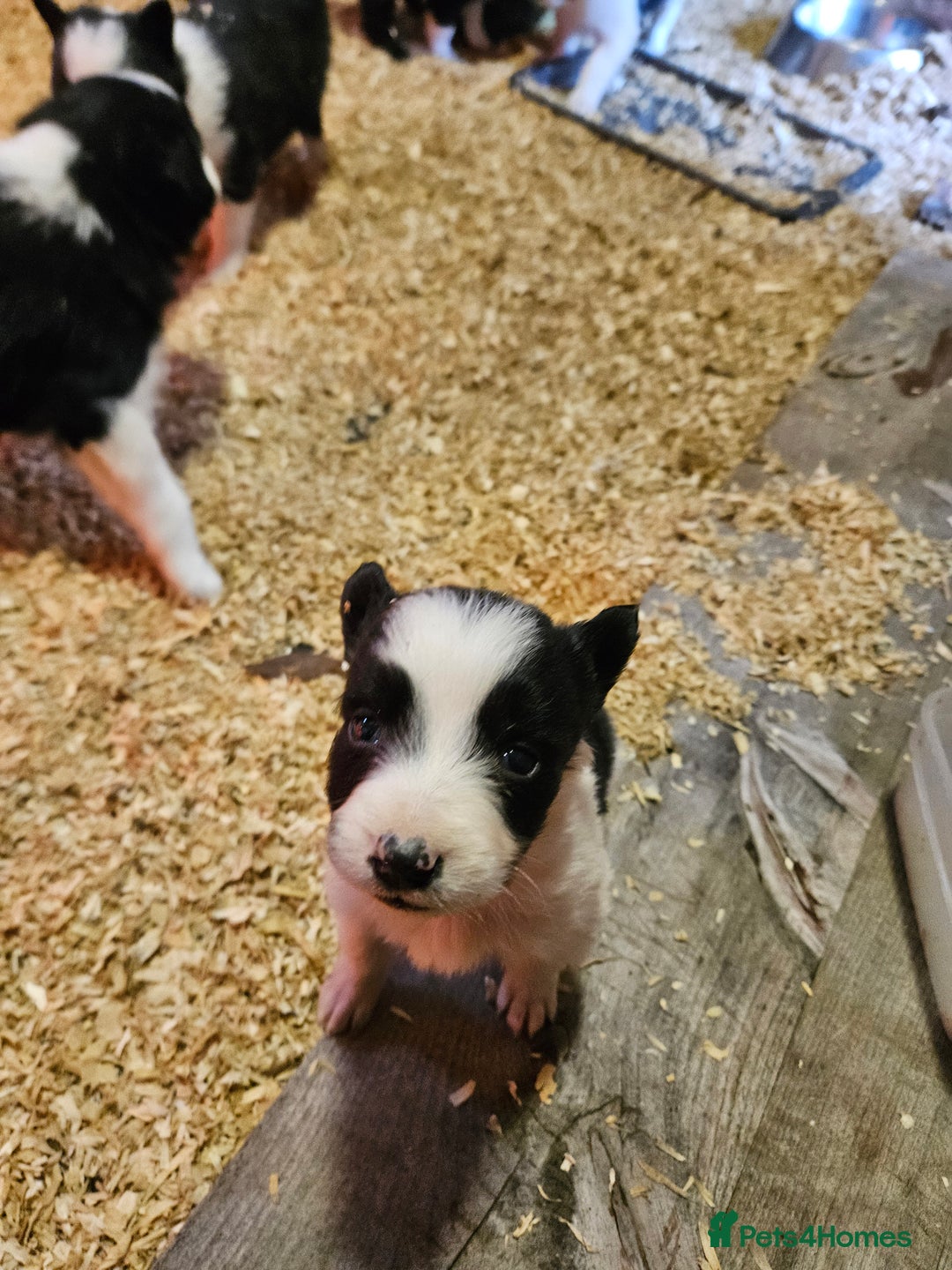 Border Collie dogs for sale: Border Collie puppies for sale  - Advert 11