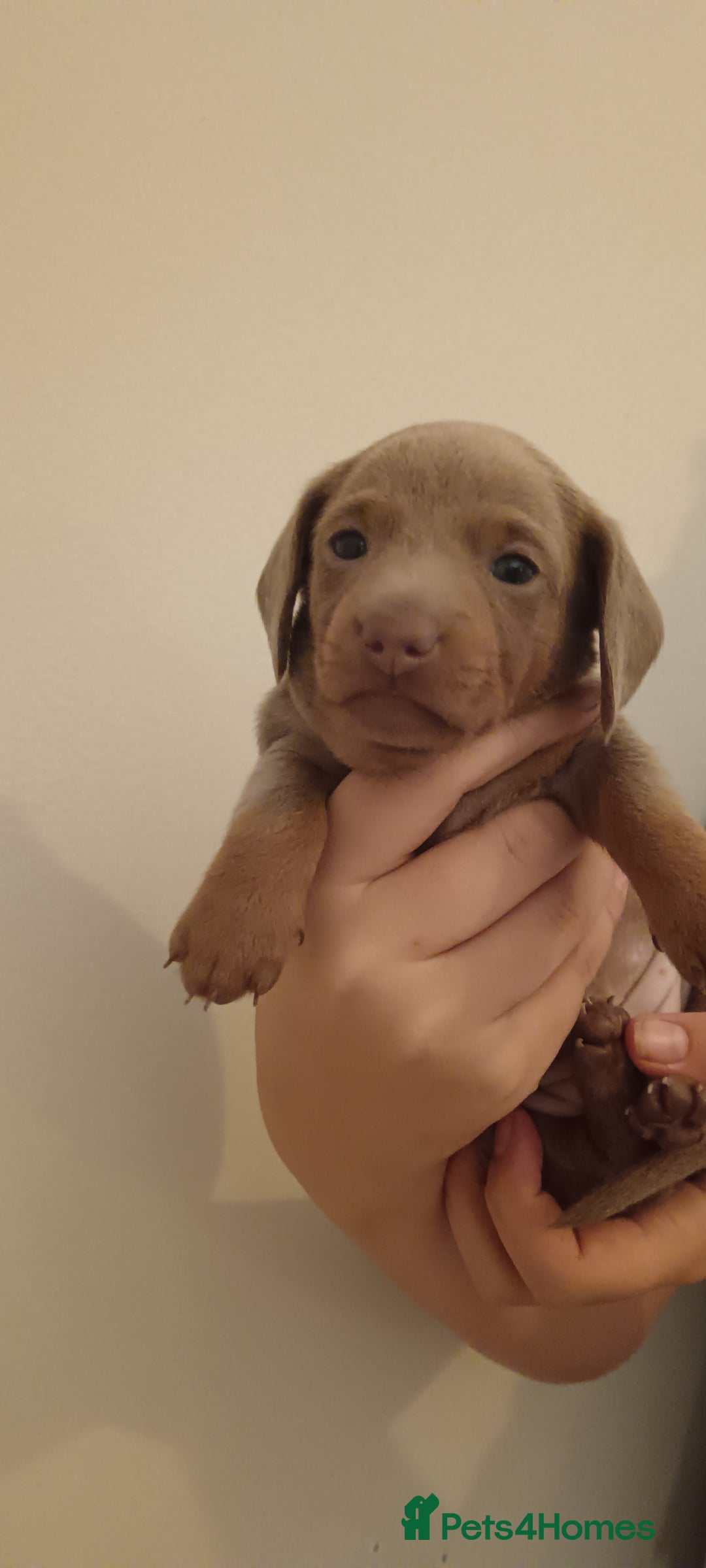 Miniature Dachshund dogs for sale: Stunning Minature Dachshund litter - Image 4