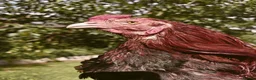 Chickens poultry for sale: 🌟Imported egg Aseel Rooster🌟 - Advert 15