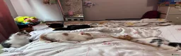 British Shorthair cats for sale: 4 Adorable kittens for sale  - Advert 12