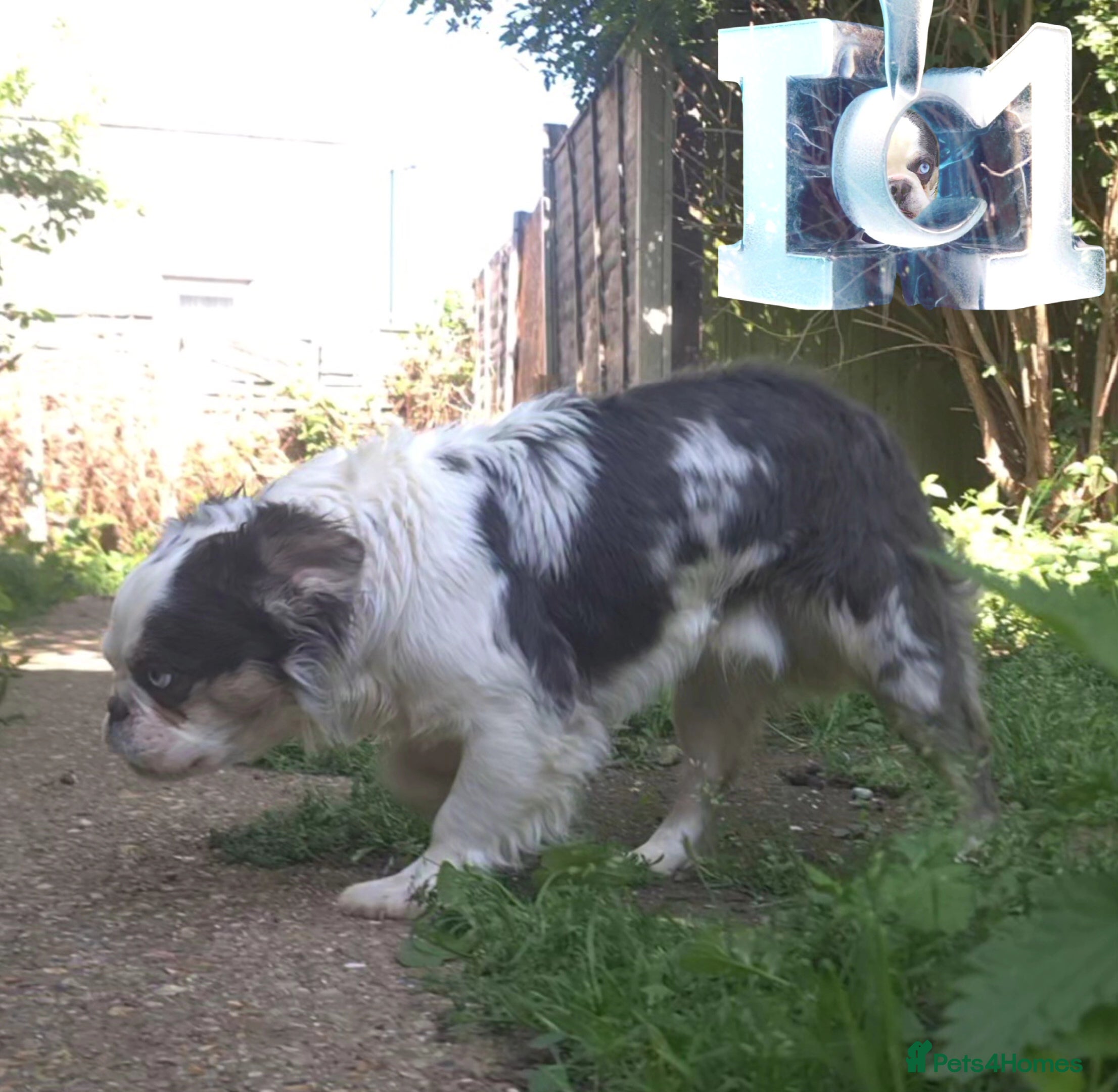 French Bulldog dogs 🐾 IC1 – Visual Fluffy🧸 | Proven Stud✅️ 🎨✨ - Advert 19