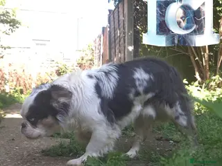 French Bulldog dogs 🐾 IC1 – Visual Fluffy🧸 | Proven Stud✅️ 🎨✨ - Advert 19