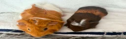 Guinea Pig rodents for sale: Guinea pigs  - Advert 3