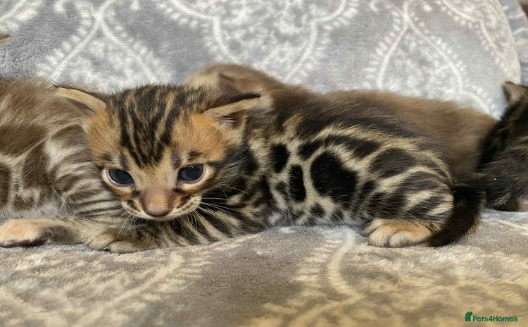 Bengal cats - Advert 2