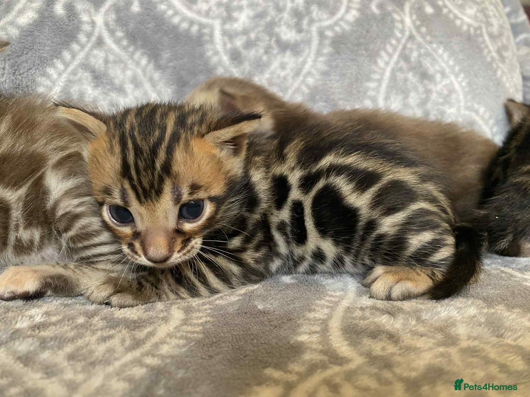 Bengal cats for sale: STUNNING TICA reg Bengal kittens ready to reserve - Image 8