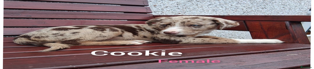 Cookie