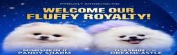 Pomeranian dogs for sale: Kc reg 2 girls. Russian import parents - Advert 1