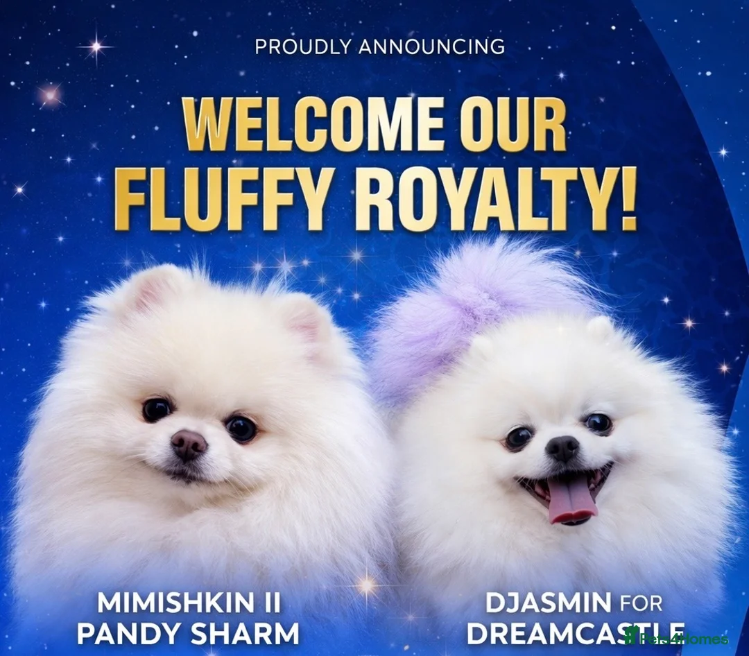 Pomeranian dogs for sale: Kc reg 2 girls. Russian import parents - Advert 1