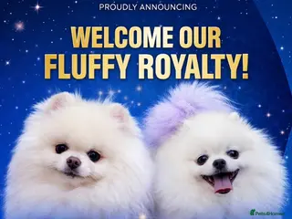 Pomeranian dogs Kc reg 2 girls. Russian import parents - Advert 1