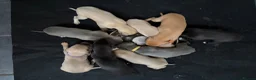 Whippet dogs for sale: Stunning KC whippet girl puppy  - Advert 15