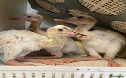 Mixed Breed livestock for sale: White Rhea Chicks & Hatching Rhea Eggs - Image 18