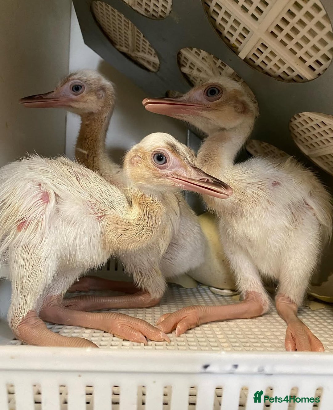 Mixed Breed livestock for sale: White Rhea Chicks & Hatching Rhea Eggs - Image 18