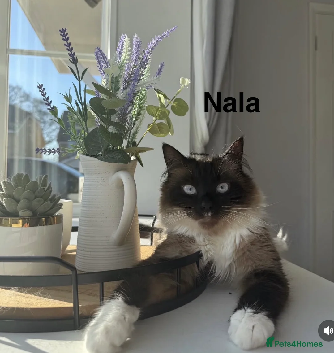 Mixed Breed cats for sale: 2 gorgeous sister, ragdoll mix - Advert 2