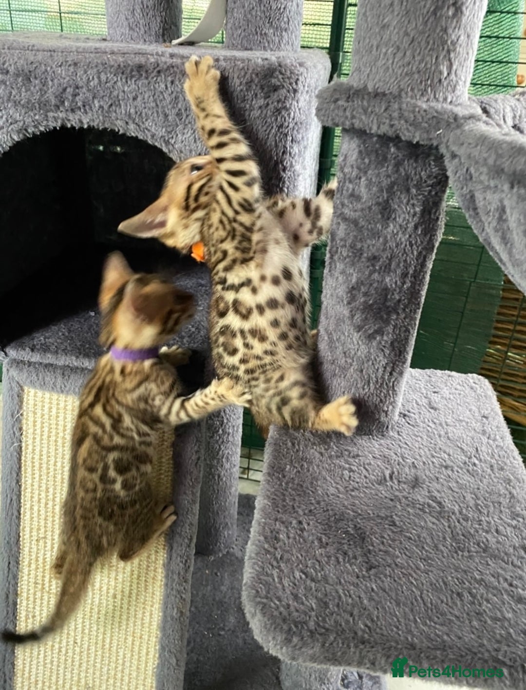 Bengal cats for sale: Health Tested TICA 🩷Bengal female kittens  - Image 4