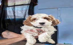 Cavapoo dogs for sale: Beautiful black and white cavapoo’s puppies - Advert 17
