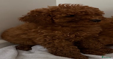 Cavapoo dogs - Advert 3