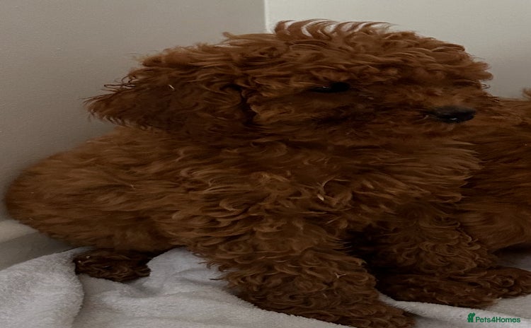 Cavapoo dogs - Advert 2