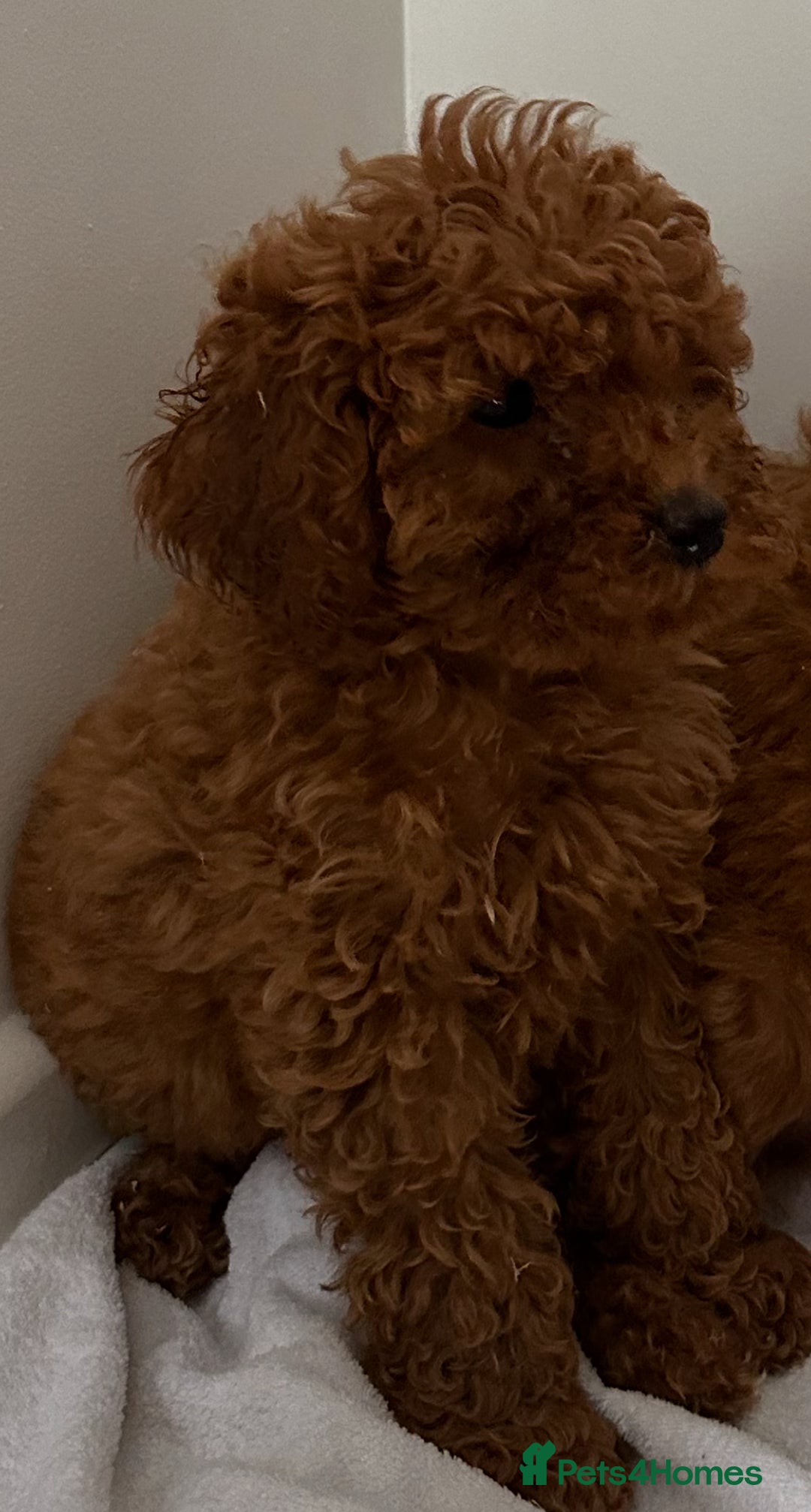 Cavapoo dogs for sale: F1 cavapoo  reddy now  - Image 2